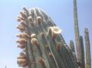 Flowers on a Cardon cactus